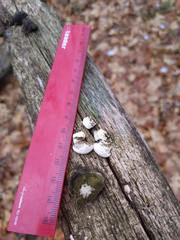 Truncospora wisconsinensis