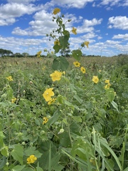 Abutilon mauritianum