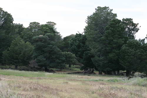 Guadalupe cypress
