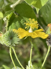 Abutilon mauritianum