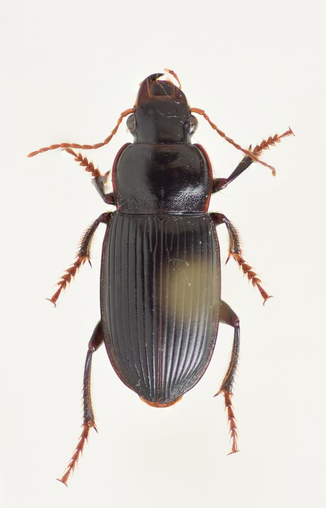Harpalus calceatus