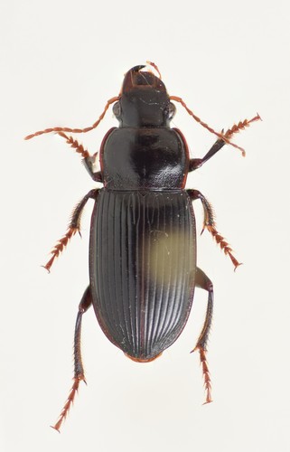 Harpalus calceatus