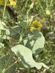 Abutilon mauritianum