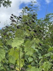 Abutilon mauritianum