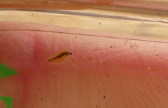 Daphnia magna