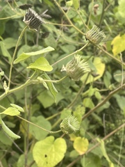 Abutilon mauritianum
