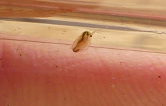 Daphnia magna