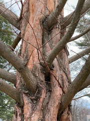 Metasequoia