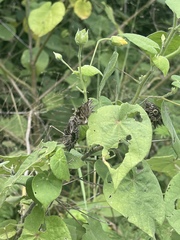 Abutilon mauritianum