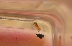 Daphnia magna