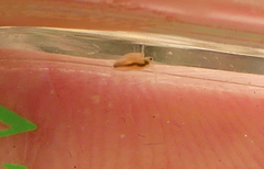 Daphnia magna