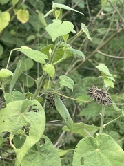 Abutilon mauritianum