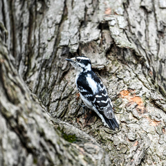 Dryobates pubescens pubescens