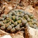 Titanopsis schwantesii - Photo (c) Nick Helme, some rights reserved (CC BY-SA), uploaded by Nick Helme