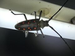 Batocera frenchi
