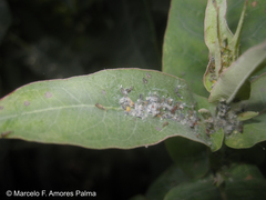 Ctenarytaina eucalypti
