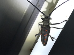 Batocera frenchi