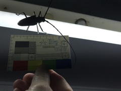 Batocera frenchi