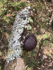 Daldinia concentrica