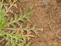 Lepidium coronopus