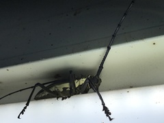Batocera frenchi