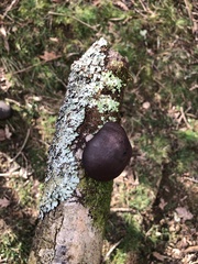 Daldinia concentrica