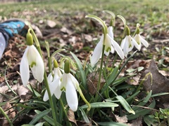 Galanthus nivalis