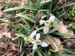 Galanthus nivalis
