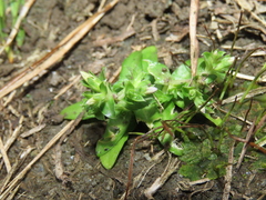 Gentiana tenuissima