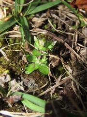Gentiana tenuissima