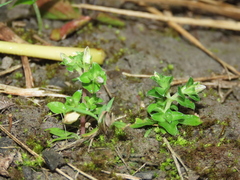 Gentiana tenuissima