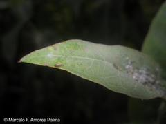Ctenarytaina eucalypti