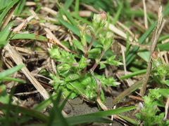 Gentiana tenuissima
