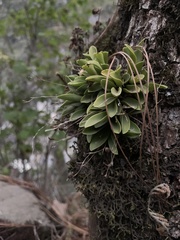 Stelis ornata