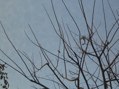 Psilopogon haemacephalus indicus