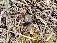 Ptilocephala plumifera