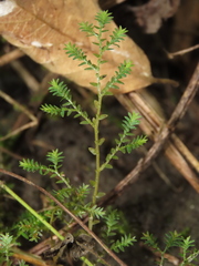 Selaginella aristata