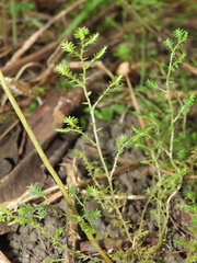 Selaginella aristata