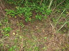 Selaginella aristata