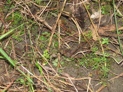 Selaginella aristata
