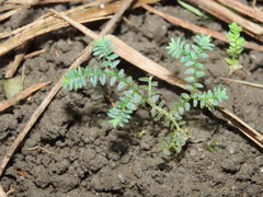 Selaginella aristata