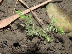 Selaginella aristata