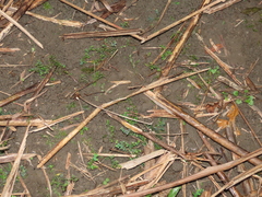 Selaginella aristata