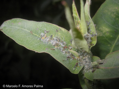 Ctenarytaina eucalypti