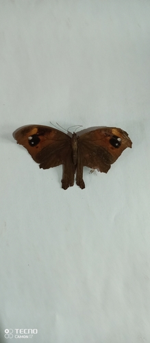 African Common Evening Brown