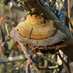 Fomitiporia hippophaeicola