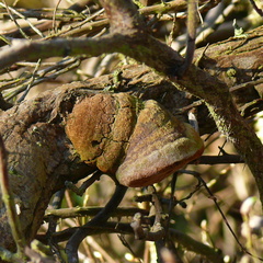 Fomitiporia hippophaeicola
