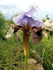 Iris hermona