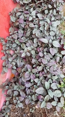 Strobilanthes alternata