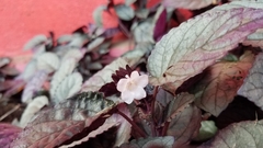 Strobilanthes alternata